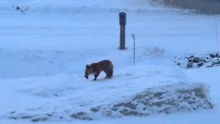 Mr. fox finds mouse for breakfast
