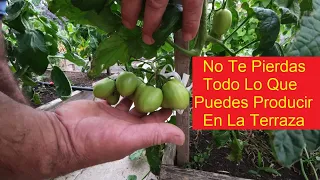 HUERTO EN LA TERRAZA CON HORTALIZAS GIGANTES