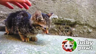 An Innocent Sick Kitten Can't Understand Why Kids Have Been Abandoned Her -Episode 2 - Kitten Crying