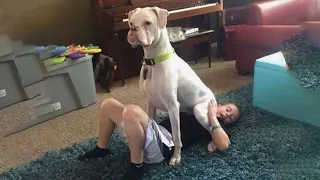 TRY NOT TO LAUGH WATCHING FUNNY DOG FAILS VIDEOS 2022- Daily Dose of Laughter!