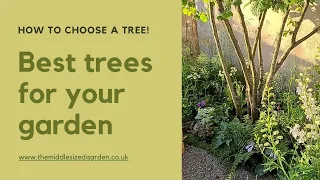 Trees for small gardens - expert tips and new ideas