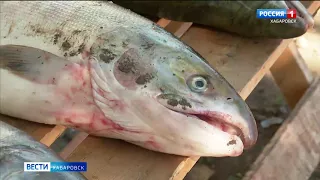 Нелегальный лосось в Хабаровске продают практически по цене законного улова