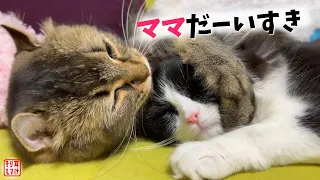 生まれて初めて母親に甘えた子猫の顔が幸せまみれになりました💕