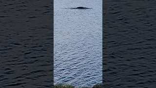 Giant sea creature Miami Lakes