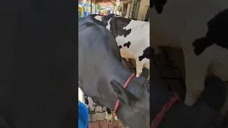 Best Amazing cow 🐄 meeting.Big cow and big bills super 🐮cow crossing 2021_2022#cow #shorts #viral