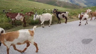 Rebanho de cabras nas Serra de Montemuro -  Castro Daire