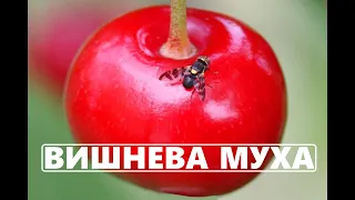 Вишнева муха. Вишнева муха методика борородьби: черешня, вишня.