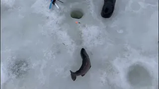 Поимки основной водоем рыбалка в Красногорске