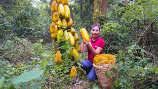 FULL VIDEO: Harvest melons, plums, melons & other agricultural products to go to the market to sell