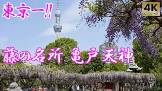 Tokyo's best wisteria viewing spot! Kameido Tenjin Shrine. Wisteria Festival in full bloom! 2024