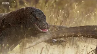 TRAILER BBC Planet Earth II