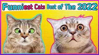 Baby Cats 😍 Cute and Funny Cat Videos Compilation | So many cute kittens videos compilation #8