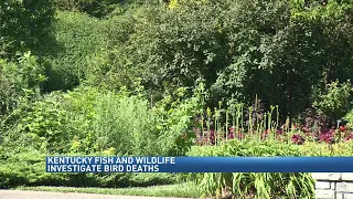 Mysterious bird deaths reported in several states