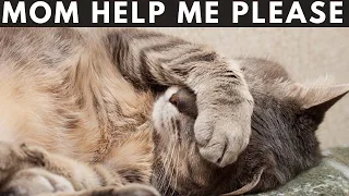 15 Warning Signs Your Cat Is Crying for Help - Never Ignore