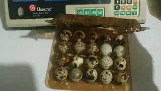 Відправка інкубаційного яйця.