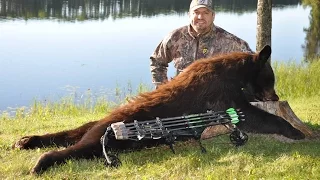 Bear Hunting / Arrowed TV Episode 5 Bow Hunt Ontario Canada Cinnamon Black Bear at Gold Arrow Camp