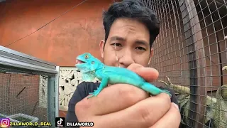 MENETAS BLUE IGUANA!? PLUS MINUS PELIHARA BLUE IGUANA!