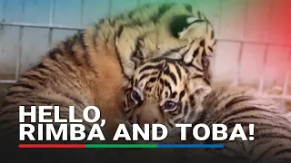 French zoo welcomes Sumatran tiger cubs