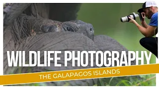 Wildlife Photography in The Galapagos Islands: Giant Tortoises and Tiny Hermit Crabs