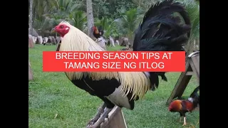 Sabong tips BREEDING SEASON TIPS AT TAMANG SIZE NG ITLOG