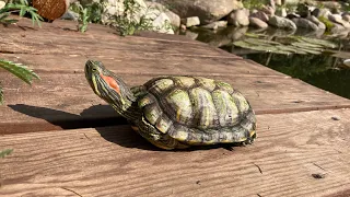 Красноухая черепаха в пруду