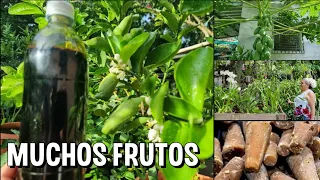 Como se hace la MELAZA para tener enormes COSECHAS de cualquier Arbol