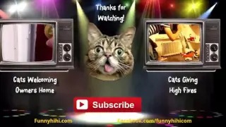 FUNNY CATS Funny Cat Videos Funny Cats compilation 2015