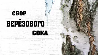 Сбор берёзового сока,  Часть 1