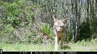 April 2024 South Middle Low Trailcam Highlights