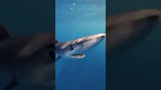 Curious Blue Shark😳 #shark #sharks #sharkdiving #blueshark