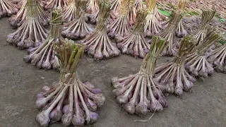 Garlic Cultivation Process from Garlic farming to Garlic harvesting in garlic agriculture Technology