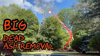 #383 BIG Dead Ash Tree Removal with 83' Spider Lift