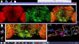 Confocal image processing using Image J