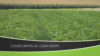 Cover Crops vs. Cash Crops (From Ag PhD Show #1160 - Air Date 6-28-20)