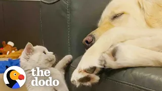 Golden Retriever Who Had Separation Anxiety Gets A Kitten Brother | The Dodo