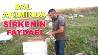 Bal akımında daha fazla verim alma yöntemi | Arılar için doğal yöntem ne fayda