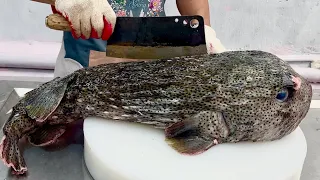 porcupine puffer fish 7kg // vn chef