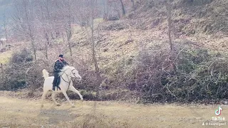 Kuajt e Gazit Burrel! Arabian Horse Albania 🇦🇱!