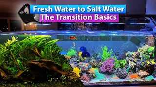 Freshwater to Saltwater - The basic on transitioning your aquarium