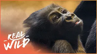 Baby Gorilla Gets Lessons From His Dad | Natures Newborns | Real Wild