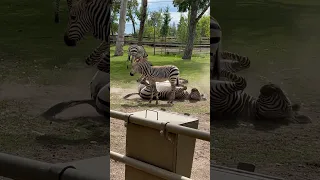 Mom and Baby Zebra have an UNFORGETTABLE MOMENT together #shorts #zebra #mom #baby