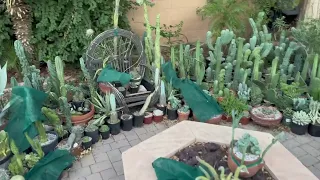 Flowering Cacti tour and landscape Ideas!