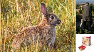 Cazamos el conejo en verano con cartuchos JG Súper 32 #caza #conejo