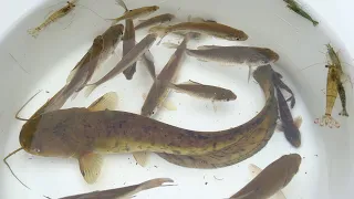 I caught a giant catfish, beautiful small fish, and shrimp with a fish catcher.