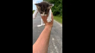 子猫ちゃんを拾ったと思ったらその後予想外の展開に！