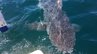 Playing Giant Fish Keep Away While Fishing Florida Monster Goliath Grouper