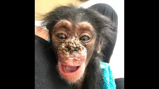 Newborn Chimp Orphan Rescued By Air