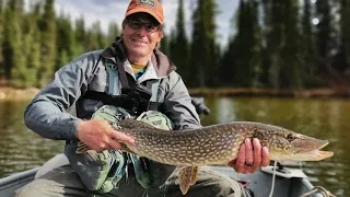 Fly fishing Pike on Gregg Lake, Alberta