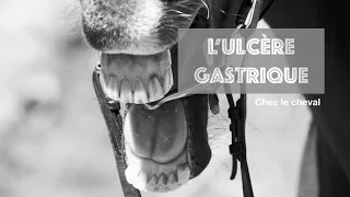 L'ULCERE GASTRIQUE chez le cheval : TOUT COMPRENDRE !