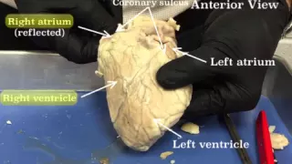 Sheep Heart Dissection - Part 1